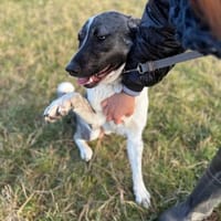 Zefir, pies do adopcji