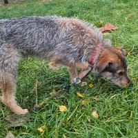 Joey, pies do adopcji