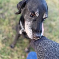 Madziar, pies do adopcji