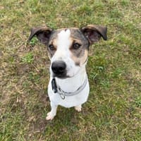 Bezel, pies do adopcji