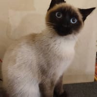 NIVA, chatte à adopter
