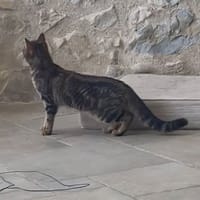 XENA, chatte à adopter
