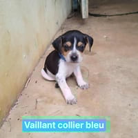 Vaillant, je découvre le monde, chien à adopter
