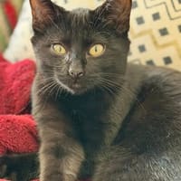 CHROME, chat à adopter