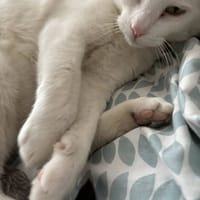 BEERUS, chat à adopter