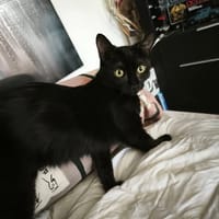 SCOUBY, chat à adopter