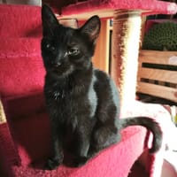 SAMY, chat à adopter