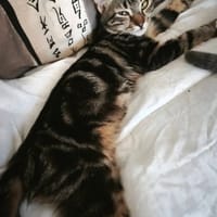 TIGER, chat à adopter