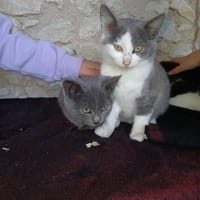 mijoux, chatte à adopter