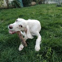 ALPHA, chien à adopter