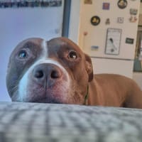 Super TATUM !, chien à adopter