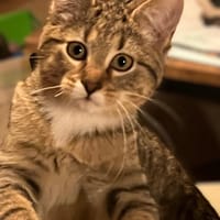 Salix, katers ter adoptie