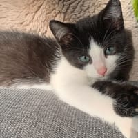 Frankie, katers ter adoptie
