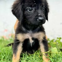 RENA la chipie, chienne à adopter