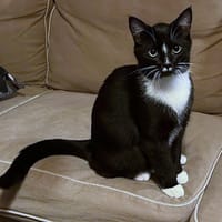 Huppie, katers ter adoptie