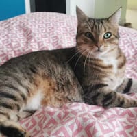 Tagada, chatte à adopter