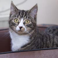 Jesse, katers ter adoptie