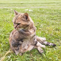 Minette, chatte à adopter