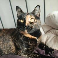 Wallie, chatte à adopter