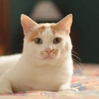 Funky, chat à adopter