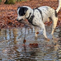 Vador l'adorable petit guerrier tripatte, chien à adopter