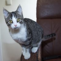 Anijs, poezen ter adoptie