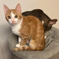 Dragon, poezen ter adoptie