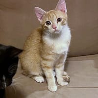 Dille, katers ter adoptie