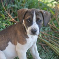 KODA, chien à adopter