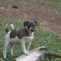 VICTOIRE, chienne à adopter