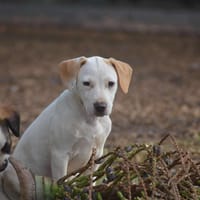 STITCH, chien à adopter