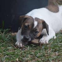 MYRTILLE, chienne à adopter