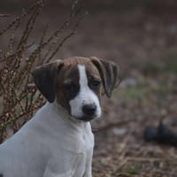 LOLA, chienne à adopter