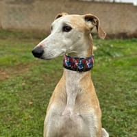 PIRATA, chien à adopter