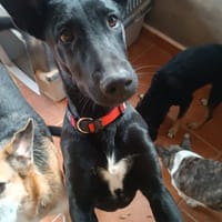 BATMAN, chien à adopter