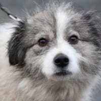 Miesu - sehr zutraulich u. kinderlieb, Hündin zur Adoption