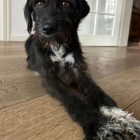 Dia, fröhlicher Sonnenschein, ca. 4 Jahr, Hündin zur Adoption