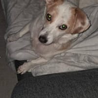 Kuschelige Bica❤ sucht ihr Heim, Hündin zur Adoption