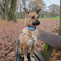 Siri - kleines Fuchsherz, Hündin zur Adoption