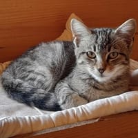 Anhänglicher Anubis sucht Zuhause, Kater zur Adoption