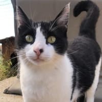 Tabby sucht eine liebevolle Familie, Katze zur Adoption