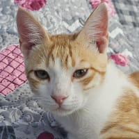 Maverick - gerettet aus einem Motor, Kater zur Adoption