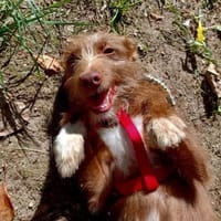 Der Weihnachtswunsch unserer HANNI, Hündin zur Adoption