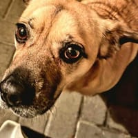 Ebba - kleine Herzensdame, Hündin zur Adoption