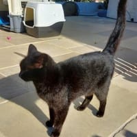 Coco sucht ihren Menschen, Katze zur Adoption