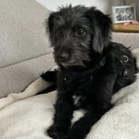 Pippin, liebes Mädchen, Hündin zur Adoption