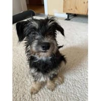 Loredana, Mini-Prinzessin, 5M in 65520, Hündin zur Adoption