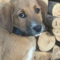 Manuka - schüchtern und süß, Hündin zur Adoption