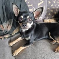 Csipa, hübscher Chihuahua geb. 2024, Hund zur Adoption
