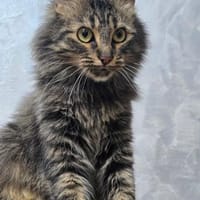 BARBIE-Girl auf Suche nach einem Zuhause, Katze zur Adoption